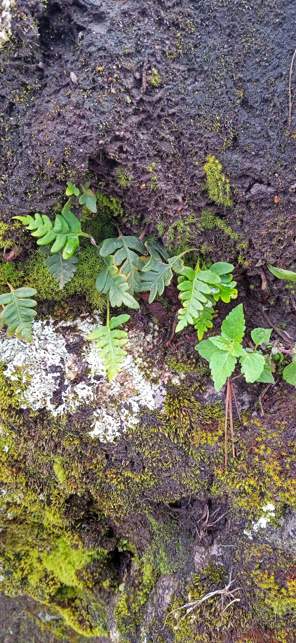 Asplenium? (Aspleniaceae)