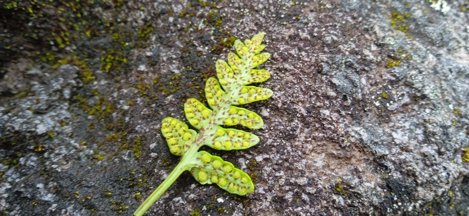 Asplenium? (Aspleniaceae)