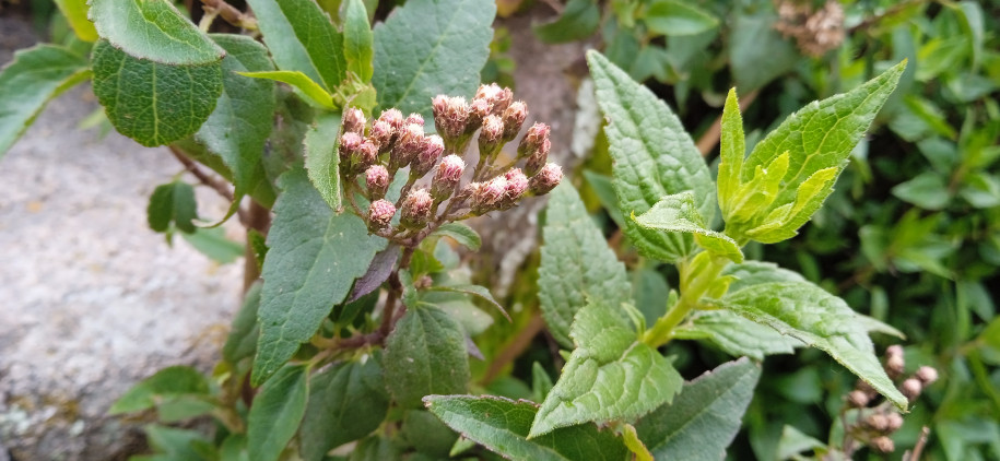 Bacharis sp. (Asteraceae)