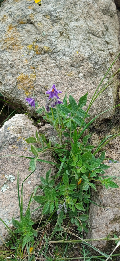 Solanum sp. (Solanaceae)