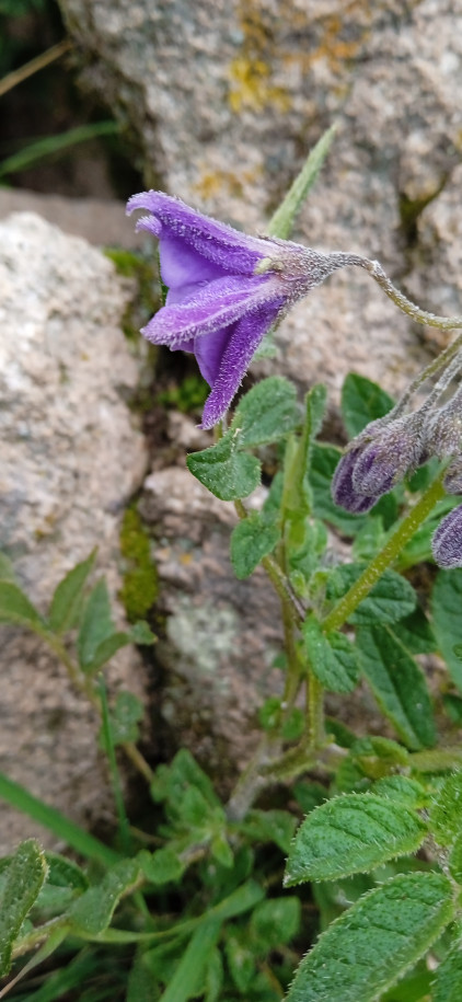 Solanum sp. (Solanaceae)