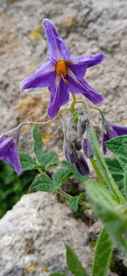 Solanum sp. (Solanaceae)