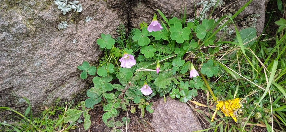 Oxalis sp. (Oxalidaceae)