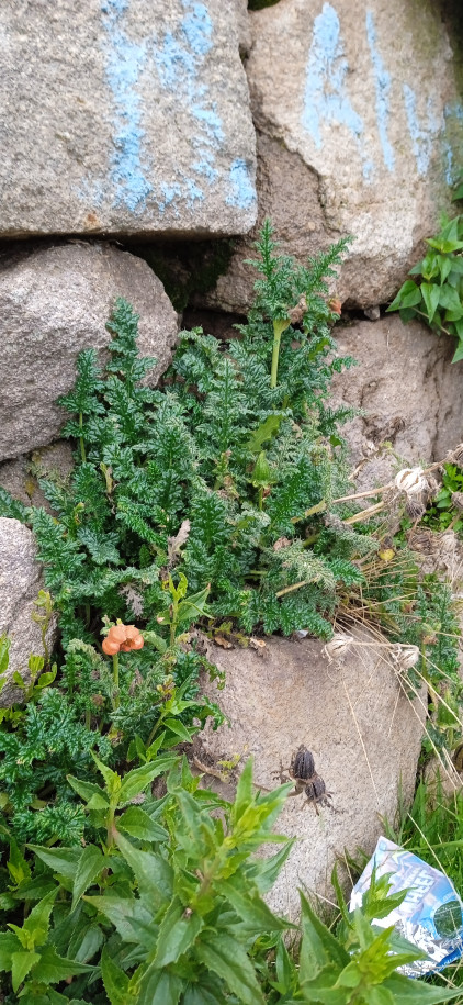 Caiophora chuquitensis (Loasaceae)