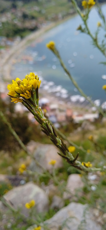 Brassicacae