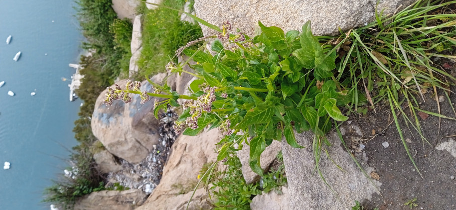 Valeriana sp. ? (Caprifoliaceae)