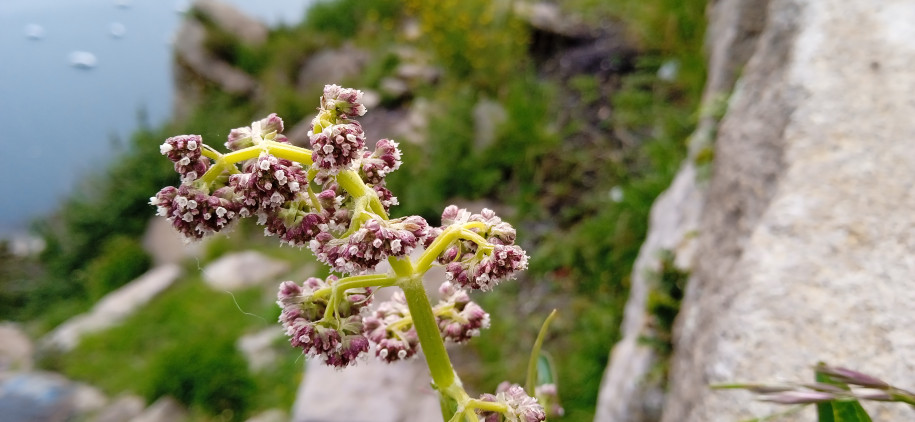 Valeriana sp. ? (Caprifoliaceae)