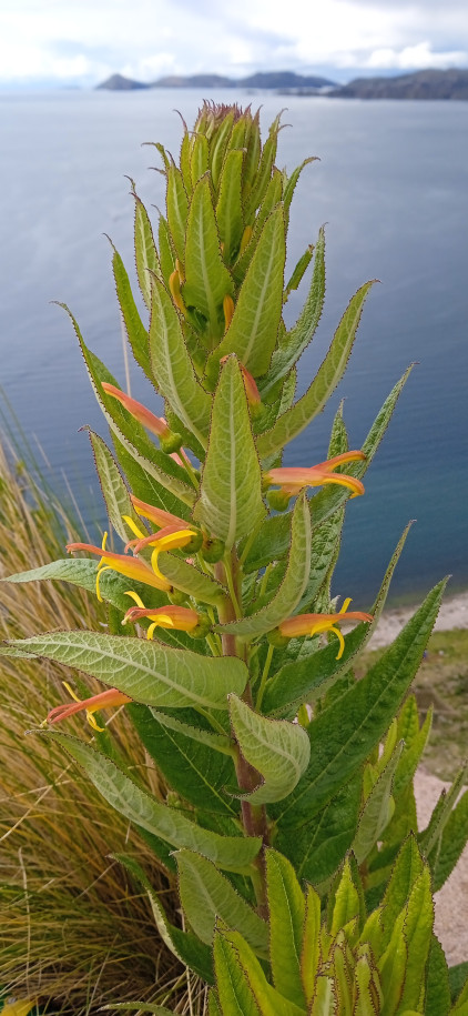Lobelia sp. (Campanulaceae) ?