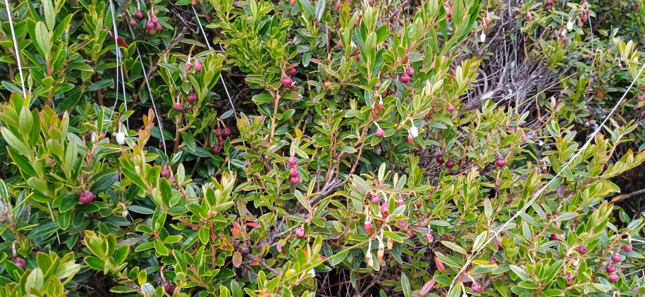 Gaultheria myrsinoides (Ericaceae)