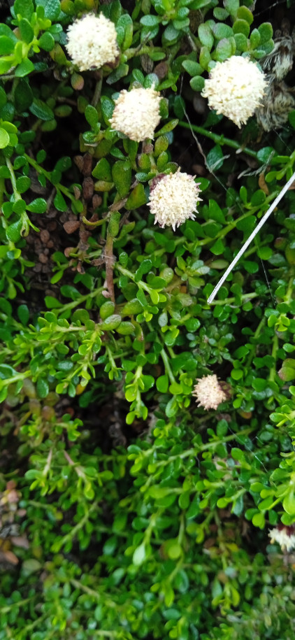 Baccharis alpina (Asteraceae)