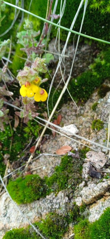 Bartsia peruviana (Orobanchaceae)