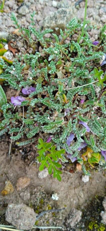 Astragalus sp. (fabaceae)