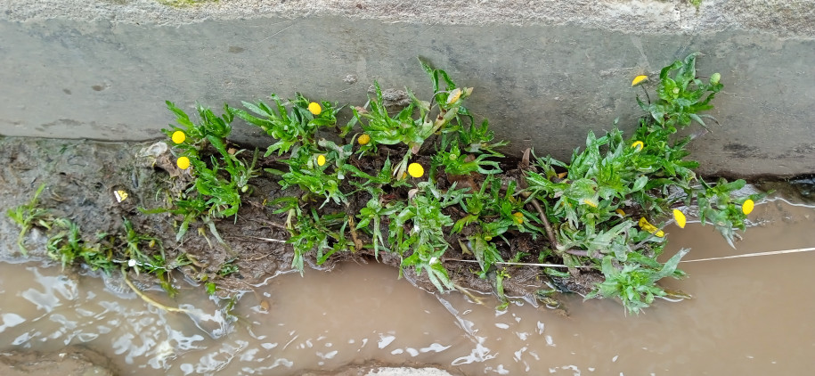 Cotula coronopifolia (Asteraceae)