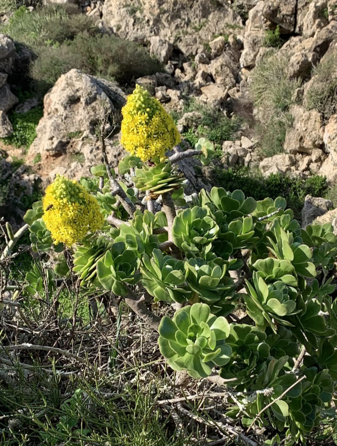 Aeonium arboreum  (1).jpg