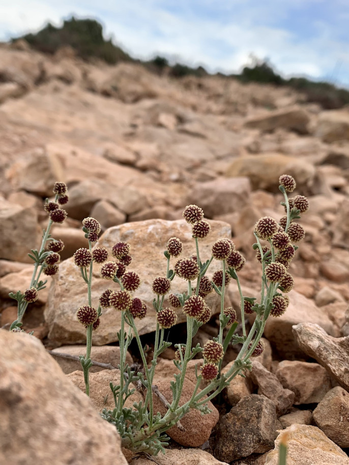 Artemisia repens.jpg