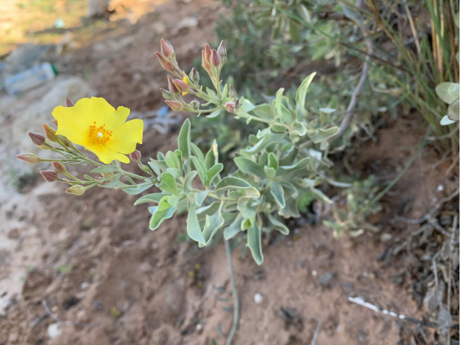 Cistus halimifolius (1).jpg