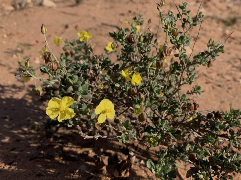 Helianthemum canariense.jpg