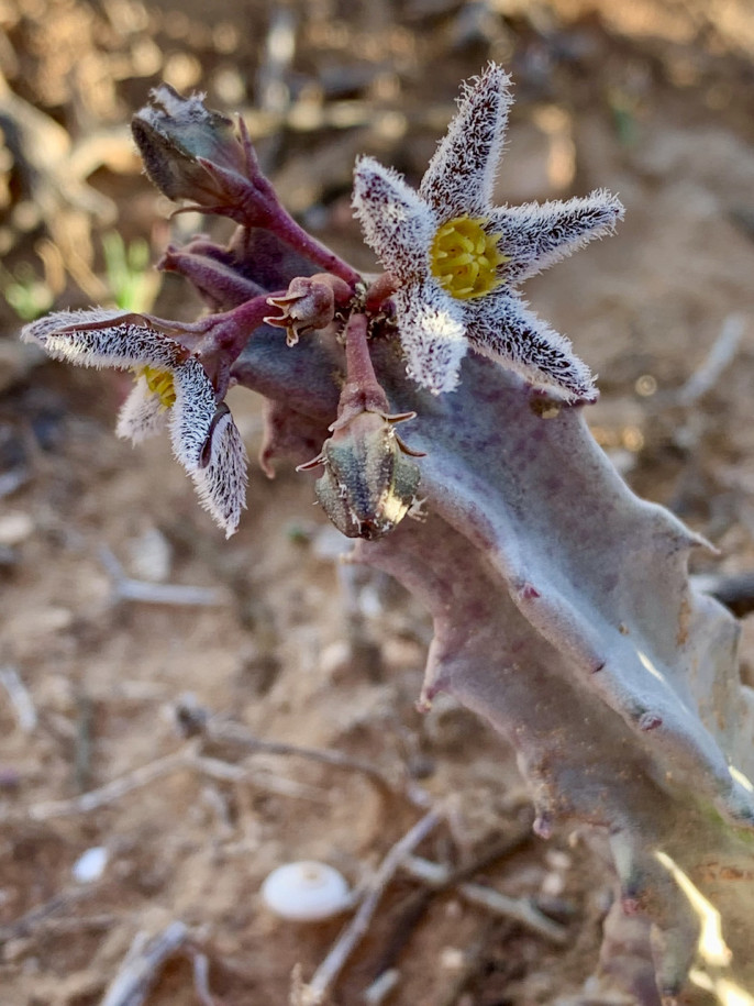 Apteranthes buchardiï subsp maura.jpg