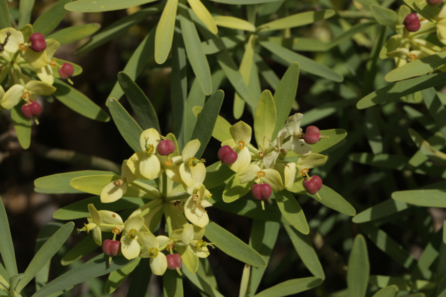 Euphorbia regis-jubae (1).jpg