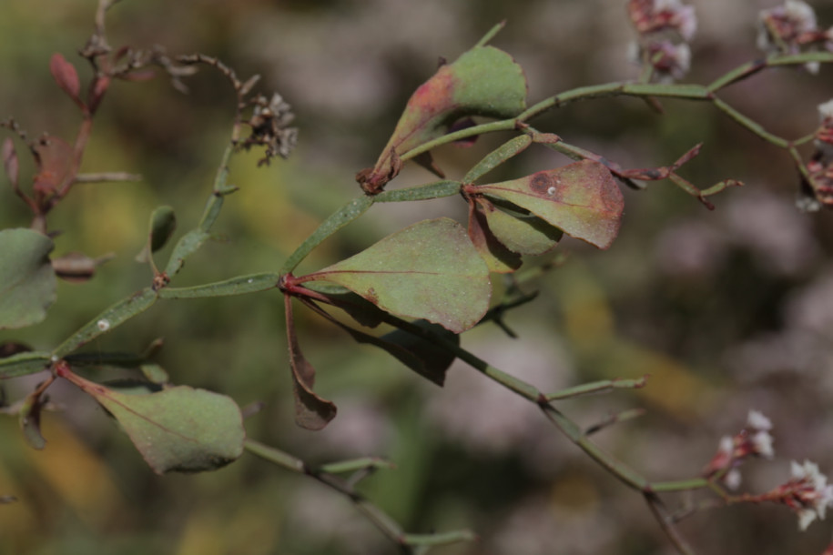 Limonium fallax.jpg