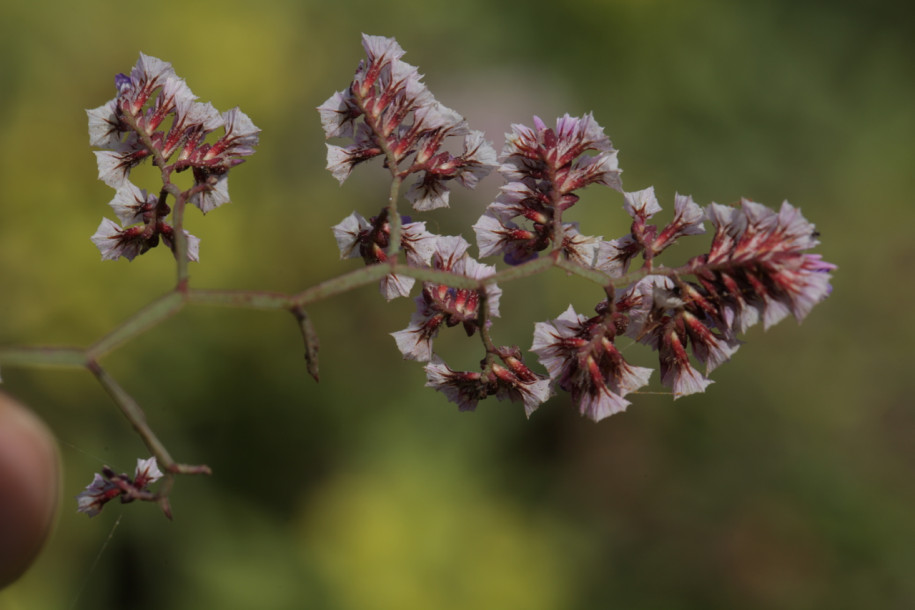 Limonium fallax1.jpg