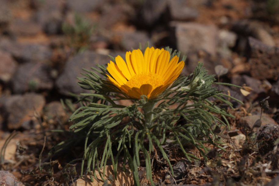Cladanthus arabicus1.jpg