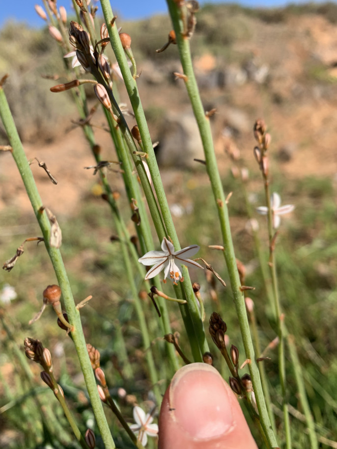 Asphodelus tenuifolius.jpg