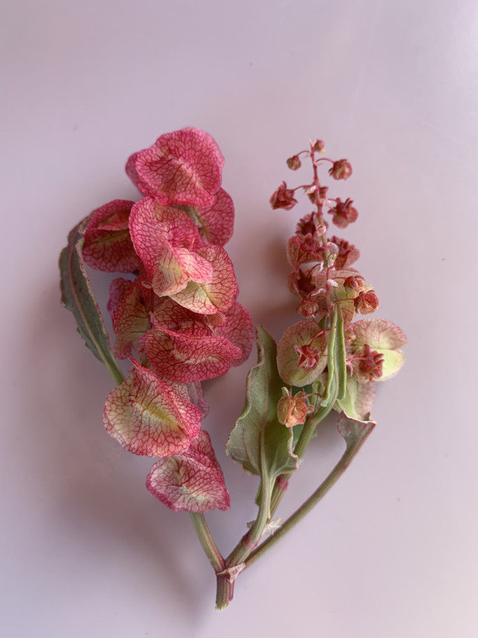 Rumex vesicarius.jpg