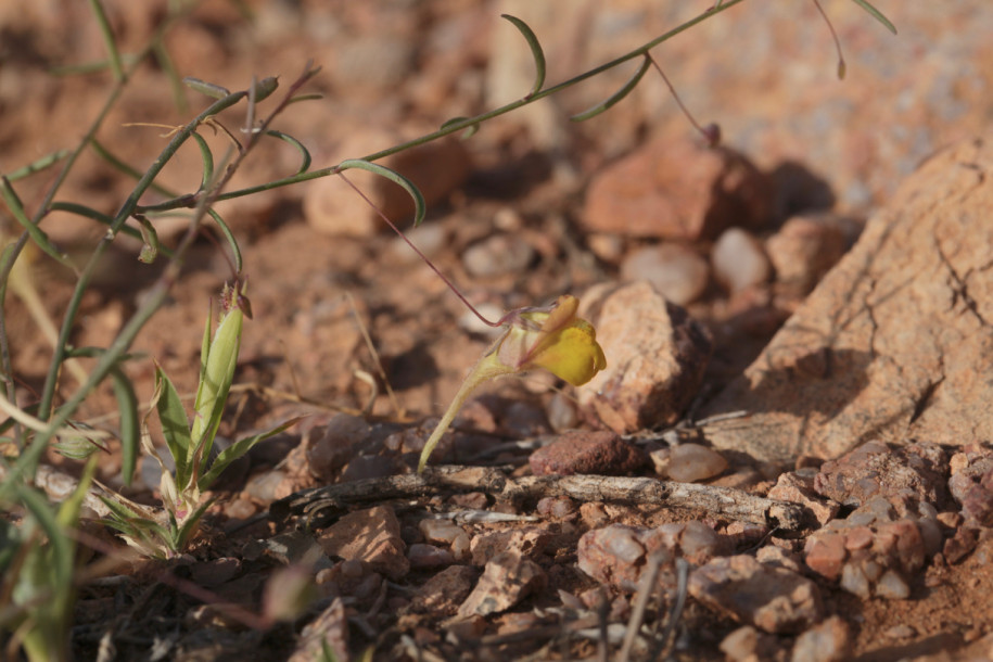 Nanorrhinum heterophyllum.jpg