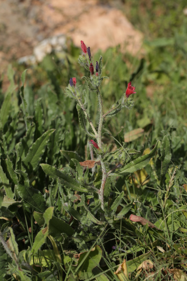 Echium horridum.jpg