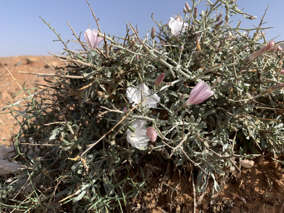 Convolvulus trabutianus.jpg