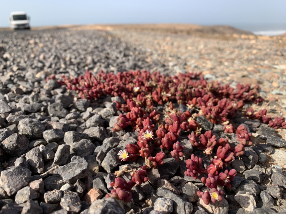 Mesembryanthemum nodiflorum.jpg