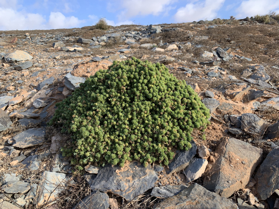 Traganopsis glomerata.jpg