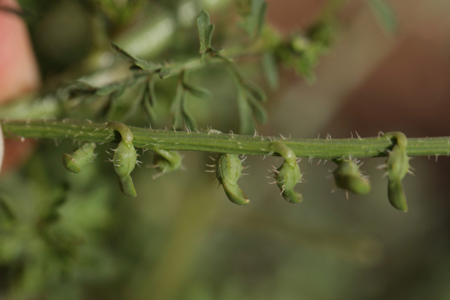 Carrichtera annua.jpg