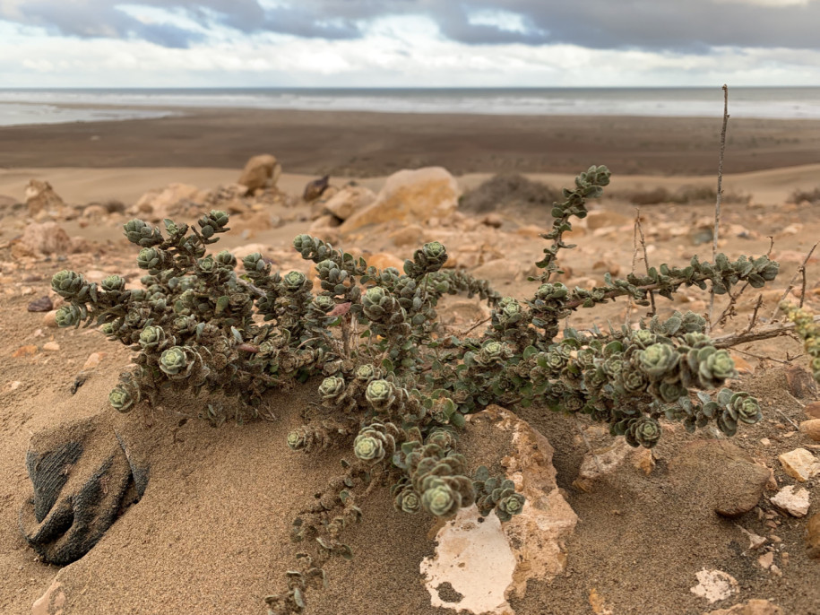 Atriplex glauca.jpg