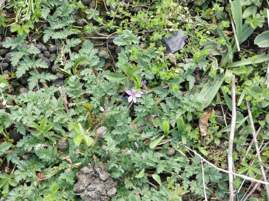 erodium.jpg