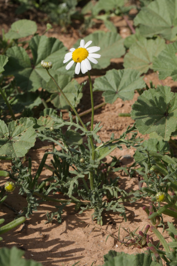 Aaronsohnia pubescens subsp. maroccana.jpg