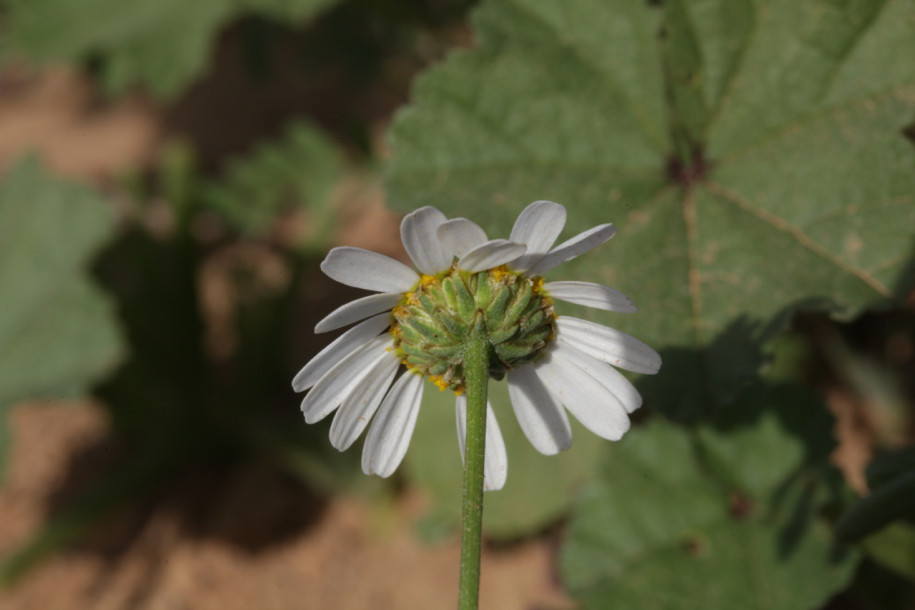 Aaronsohnia pubescens subsp. maroccana (1).jpg