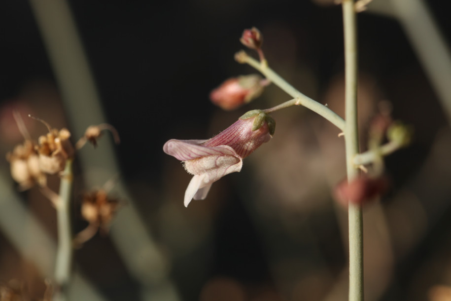 Acanthorrhinum ramosissimum (2).jpg