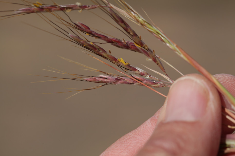 Andropogon distachyos (1).jpg