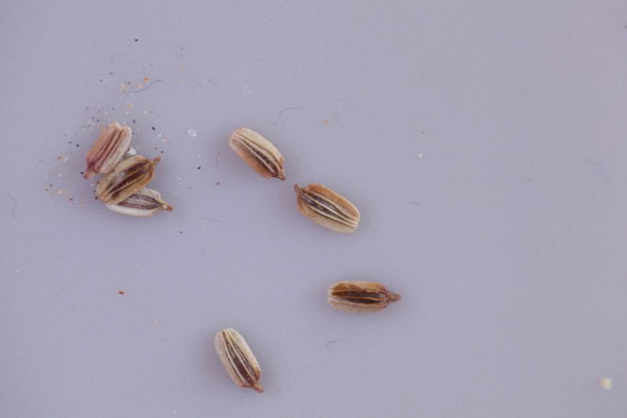 Anethum foeniculoides (4).jpg