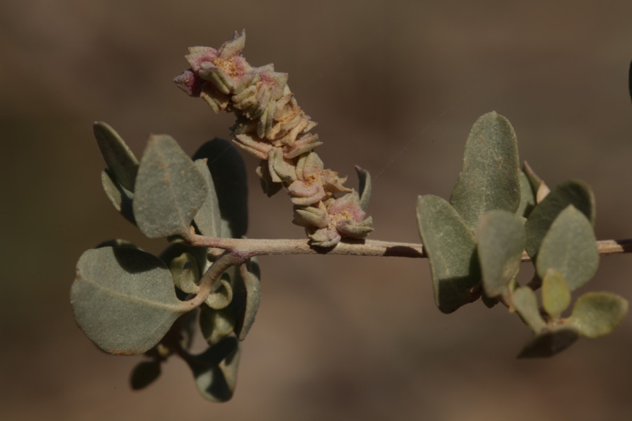 Atriplex tatarica.jpg