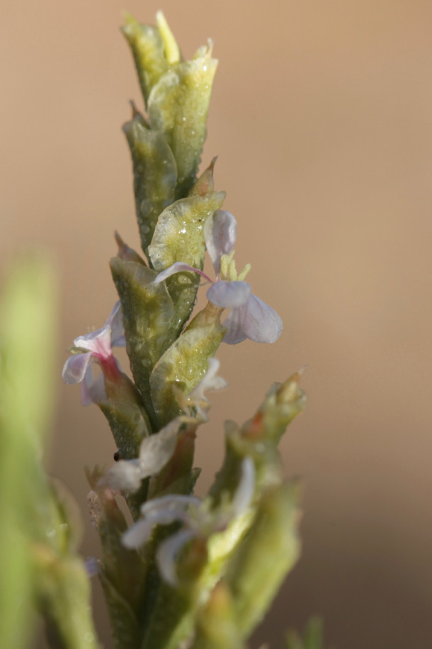 Saharenthus ifniensis.jpg