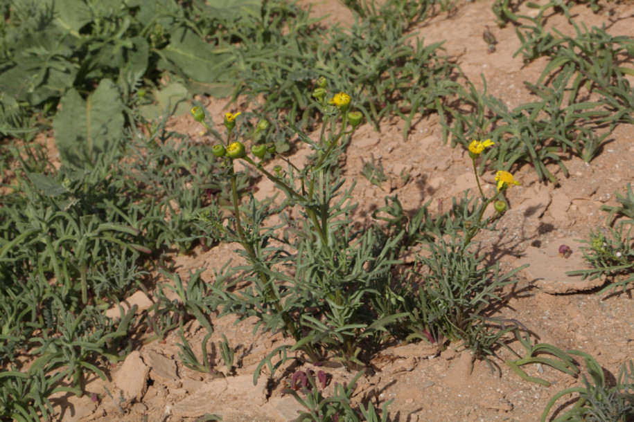 Senecio glaucus subsp. coronopifolius (1).jpg