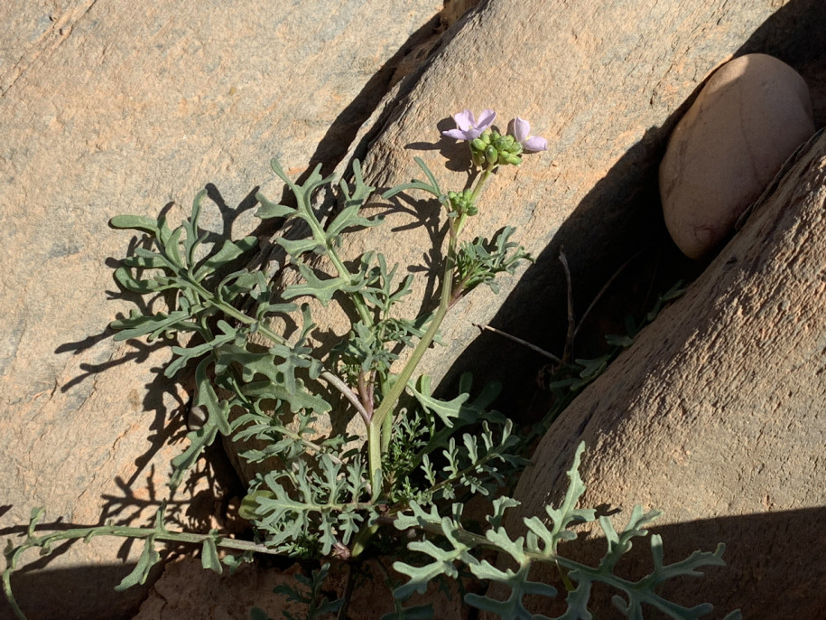 Erucaria ollivieri Maroc hiver 22.jpg