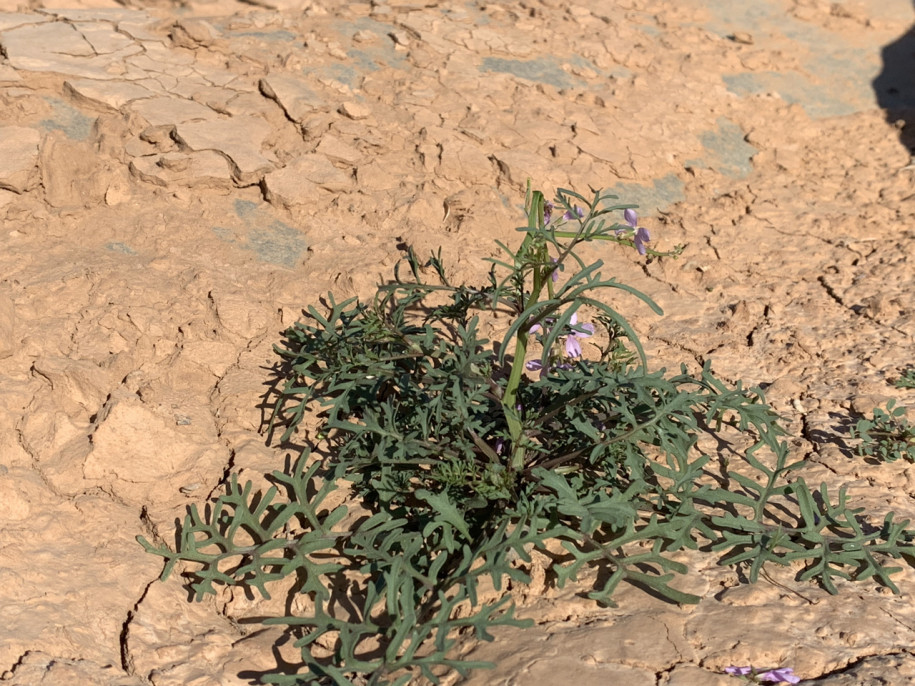 Erucaria ollivieri Maroc 22.jpg