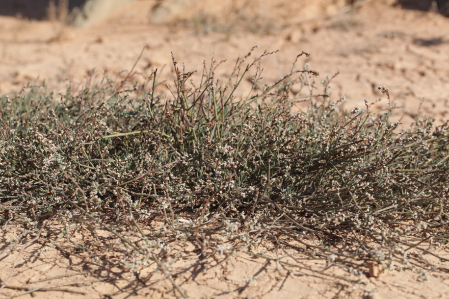 Polygonum spicatum.jpg