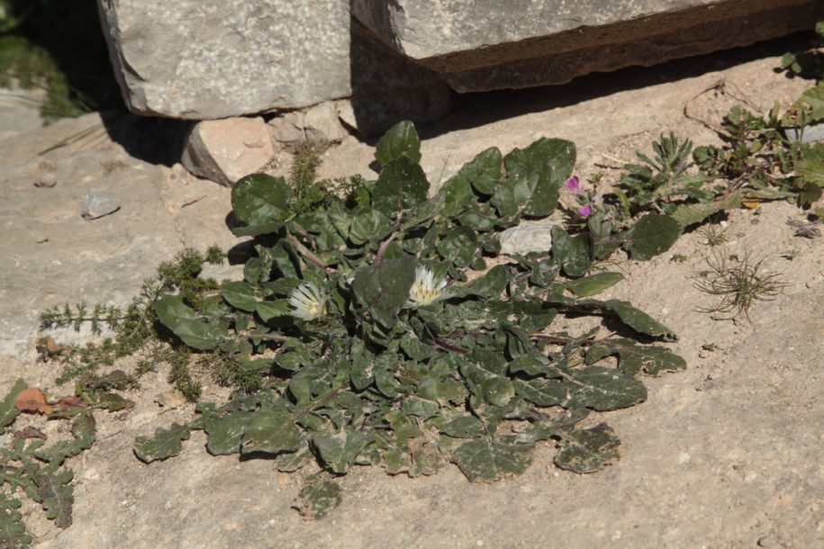 Centaurea pullata.jpg