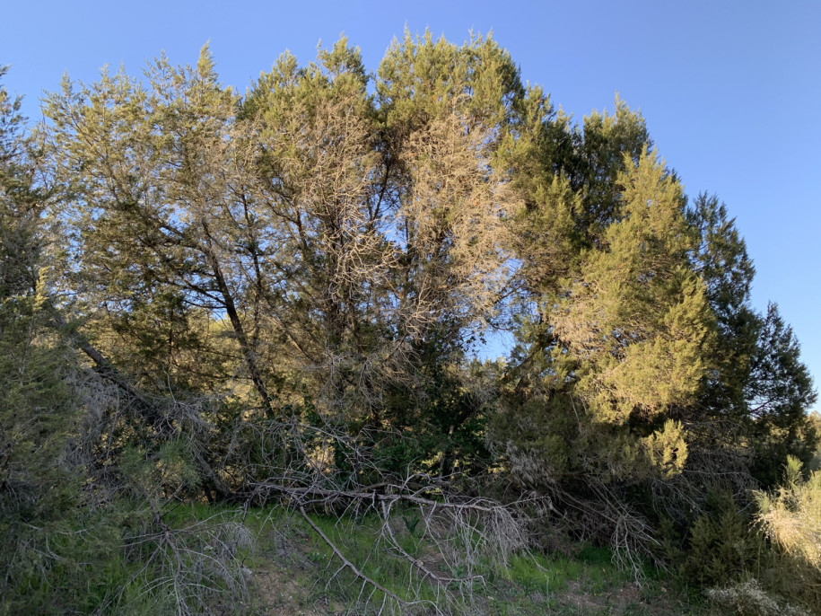 Juniperus phoenicea turbinata.jpg