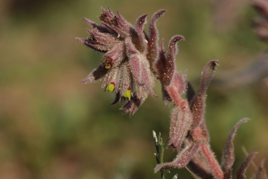 Nonea calycina1.jpg